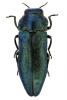 Meliboeus amethystinus